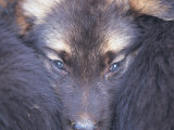 Furry Creature