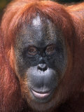 Sumatran Orangutan  Pongo Pygmaeus  Indonesia