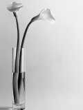 Calla Lilies in Vase