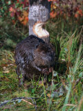 Amer Beaver and Chewed Tree  MN  Castor Canadens