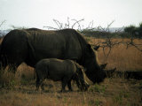 White Rhinoceros Cow and Calf
