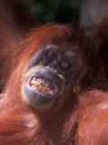 Sumatran Orangutan  Pongo Pygmaeus  Indonesia