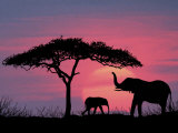 Silhouette of Elephants and Tree