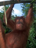 Adolescent Sumatran Orangutan  Indonesia