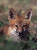 Red Fox Pup  Vulpes Fulva  CO