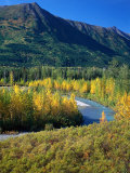 Mts and Trees in Autumn  Denali National Park  AK