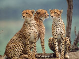 Africa  Cheetah in Kenya  Acinonyx Jubatus