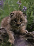 Lynx Kitten in Flowers  Lynx Canadensis