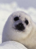 Harp Seal Pup  Pagophilus Groenlandicus