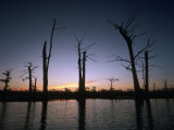 Sunrise at the Alligator Bayou Swamp  Louisiana