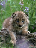 Lynx Kitten  Lynx Canadensis  MT