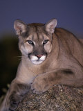 Mountain Lion on Rock at Dusk  Felis Concolor