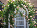 Pink Roses Growing on Trestle  Nantucket  MA