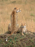 Cheetah & Cubs  Termite Mound  Masai Mara  Keny