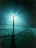 Backlit Tree in Park at Night