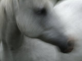 A White Horse