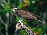 Osprey (Pandion Haliaetus) with Fish