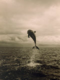 Bottlenose Dolphin Jumping Out of Water