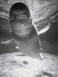 Beluga Whale Swimming in Water