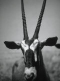 Gazelle