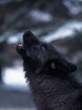 Wolf Howling  Canis Lupus  MN