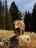Grizzly Bear on Rock in Grassy Field  MT
