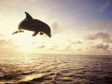 Bottlenose Dolphin Jumping Out of Water