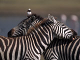 Burchell's Zebras  Equus Burchelli  Tanzania