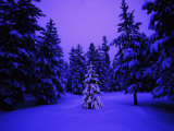 Christmas Lights on a Tiny Tree in the Forest