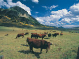 Cattle Grazing on Mt Crested Butte  Colorado
