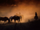 Herd of Horses and Cowboys