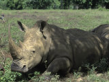 Rhinoceros