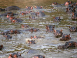 Hippos in River  Kenya