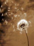Dandelion Seed Blowing Away