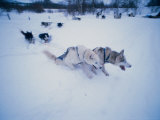 Dog Sled  Karasjok Finn  Norway