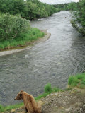 Brown Bear Sitting by River