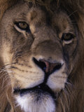 African Lion  Panthera Leo