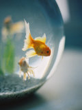 Goldfish in Fish Bowl