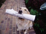 Golden Retriever with Newspaper in its Mouth