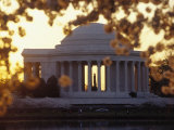 Cherry Blossoms  Wash DC