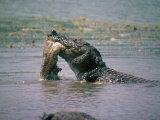 Swamp Crocodile Eating Python  Sri Lanka