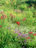 Wild Garden Pond