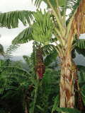 Bananas Cultivated  West Indies