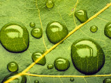Acid Rainrain Drops on Leaf