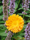Calendula 