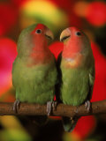 Two Parrots Perched on a Branch