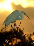 Great Egret  Florida  USA