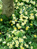Carpet of Primroses (Primula Vulgaris) Growing Under Tree Spring