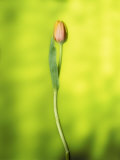 A Single Tulip