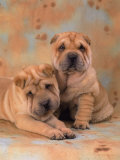 Two Shar Pei Puppies